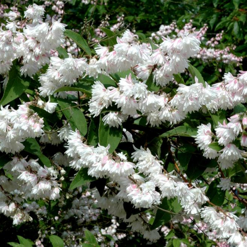 Дейция ( Прайд оф Рочестер) (нет в наличии) - лпх-первомайское.рф - Екатеринбург