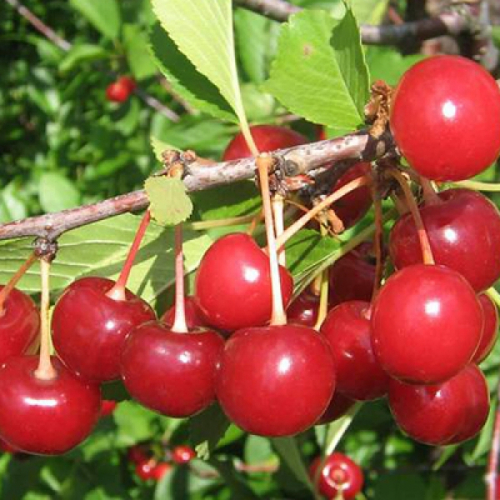 Пламенная  - лпх-первомайское.рф - Екатеринбург