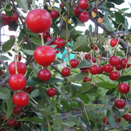 Маяк( нет в наличии) - лпх-первомайское.рф - Екатеринбург