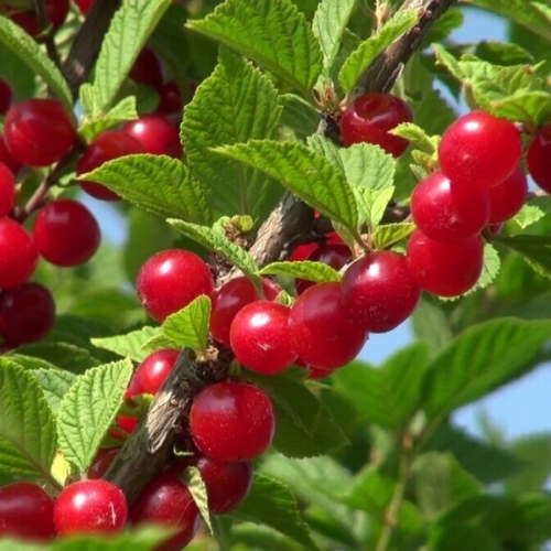 Царевна (нет в наличии) - лпх-первомайское.рф - Екатеринбург