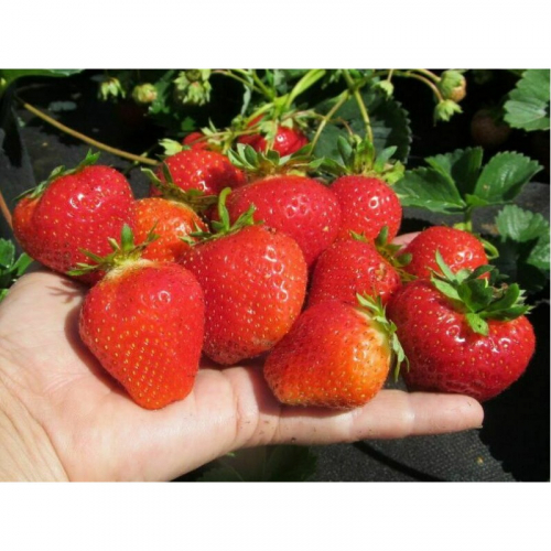 Клубника Вивара(нет в наличии) - лпх-первомайское.рф