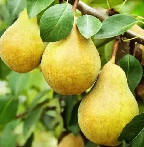 Гвидон - лпх-первомайское.рф - Екатеринбург