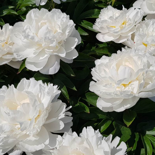 Гардения - лпх-первомайское.рф - Екатеринбург