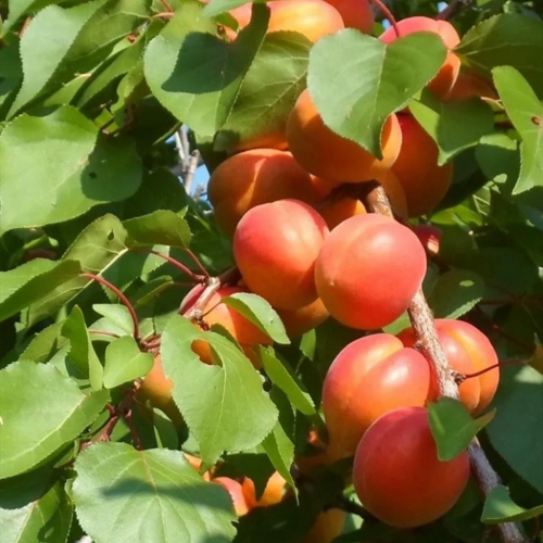 Абрикос Серафим - лпх-первомайское.рф - Екатеринбург