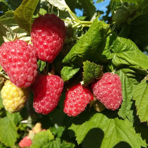 Малина Соколица - лпх-первомайское.рф