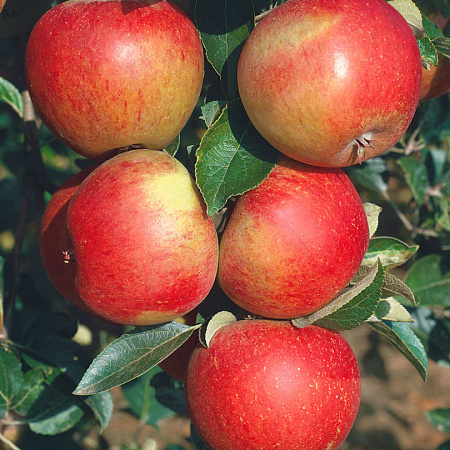 Яблоня Сладкая нега - лпх-первомайское.рф