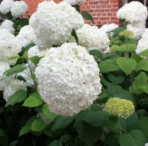 Гортензия древовидная ( Анабель) 4Х лет - лпх-первомайское.рф