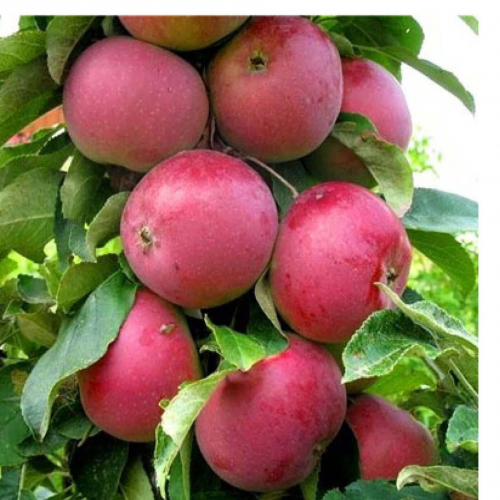 Червонец - лпх-первомайское.рф - Екатеринбург