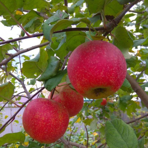 Яблоня Краса свердловска 3х-лет - лпх-первомайское.рф