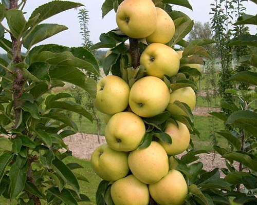 Медок( нет в наличии) - лпх-первомайское.рф - Екатеринбург