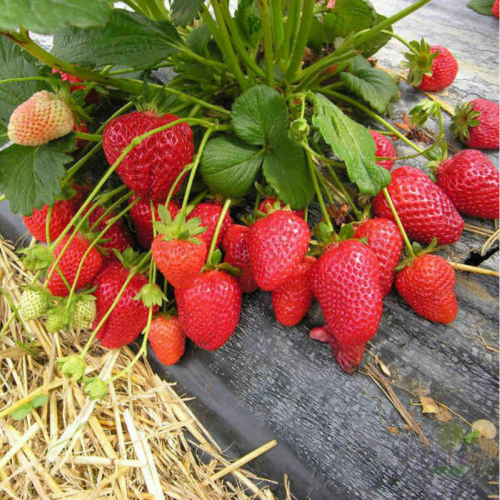 Клубника Фурор( нет в наличии) - лпх-первомайское.рф - Екатеринбург