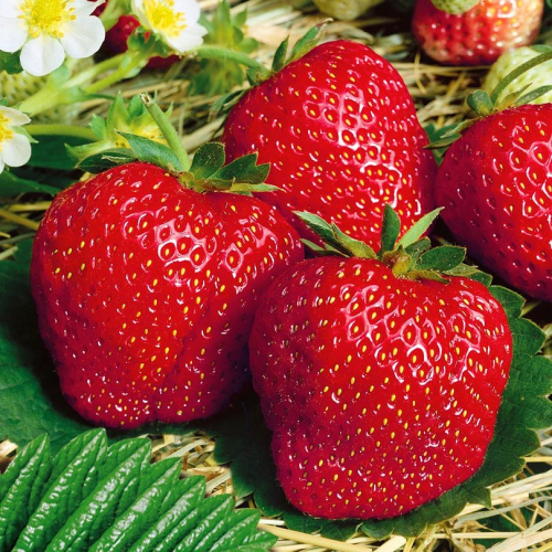 Клубника Сибилла(нет в наличии) - лпх-первомайское.рф - Екатеринбург