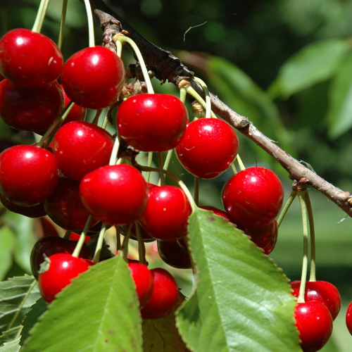 Желанная - лпх-первомайское.рф - Екатеринбург