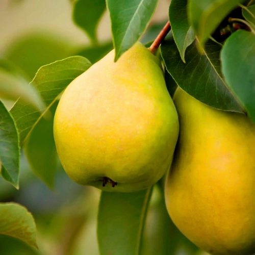 Золотистая - лпх-первомайское.рф - Екатеринбург